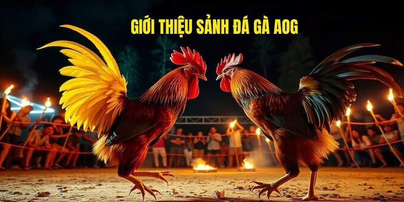 Sảnh AOG Đá Gà Tại 99OK Đỉnh Cao Giải Trí Cho Kê Thủ Online