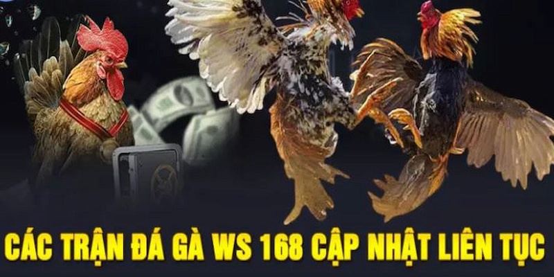 Sảnh WS168 Đá Gà 99OK - Sân Chơi Cá Cược Chọi Kê Siêu Hot 2025